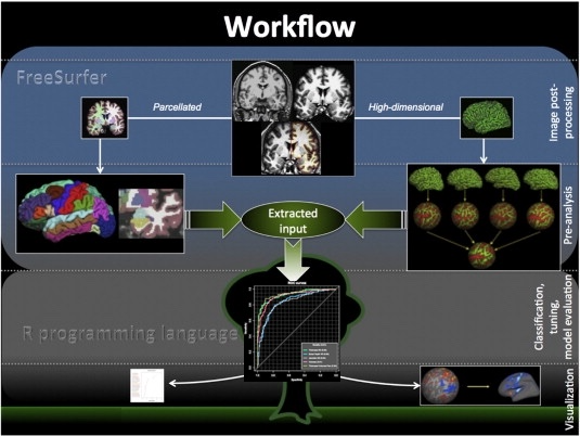 Workflow pipeline from Lebedev et al. (2014) – FreeSurfer & R analysis